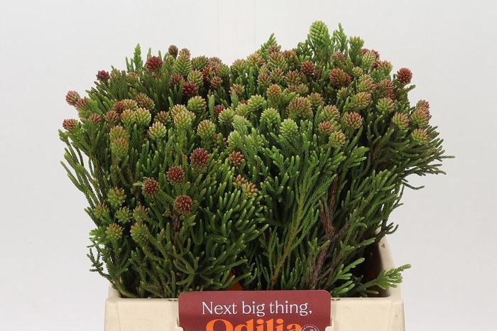 <h4>KAAPS GROEN BRUNIA FRAGARIOIDES (CL</h4>