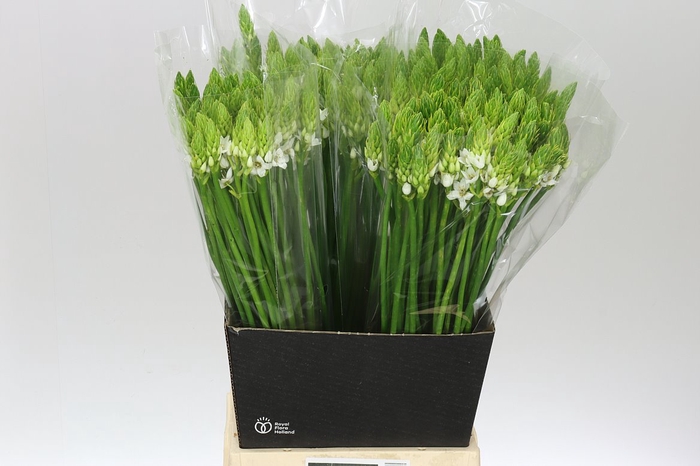 <h4>Ornithogalum Thyrsoides</h4>