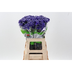 Di St Tinted Violet