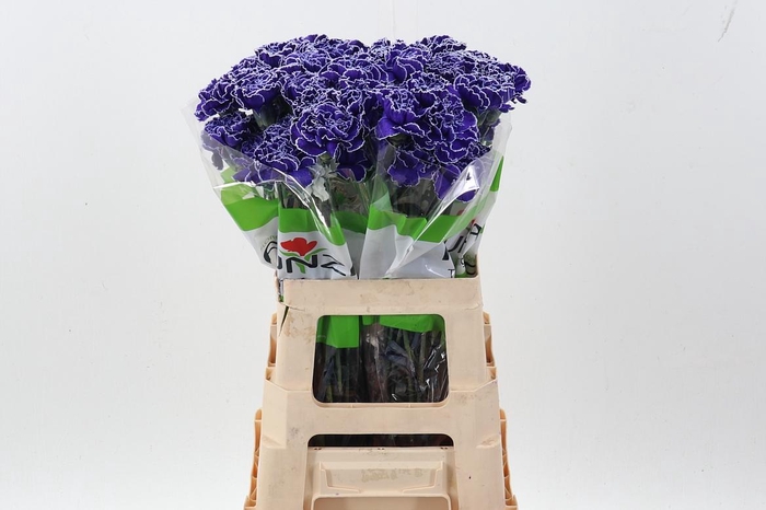 <h4>Di St Tinted Violet</h4>