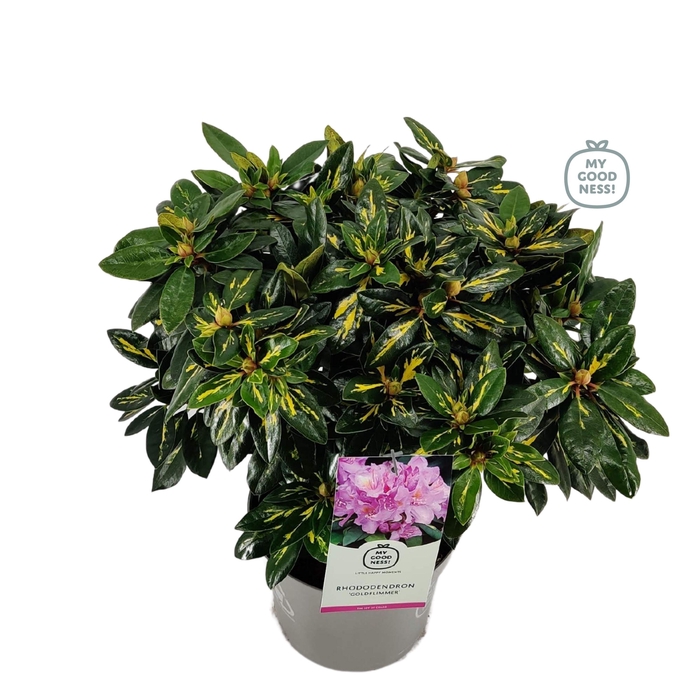 <h4>Rhododendron hybr. 'Goldflimmer' C5 40-50</h4>