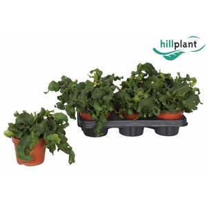 Epiphyllum guatamalensis 12 cm