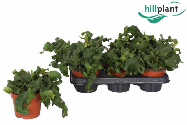 <h4>Epiphyllum guatamalensis 12 cm</h4>