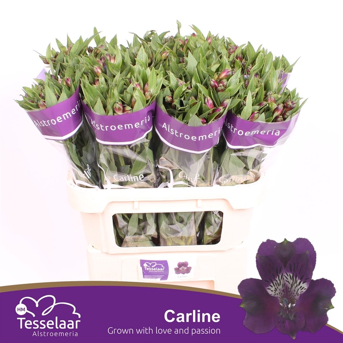<h4>Alstroemeria Carline</h4>