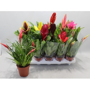 BROMELIA GEM 10 SRT