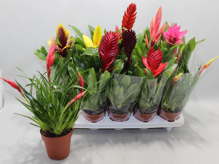 <h4>BROMELIA GEM 10 SRT</h4>