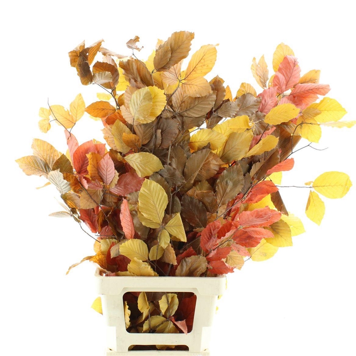 <h4>Pres Beech Leafs Autunm</h4>