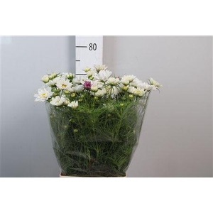 Cosmos Bipin White