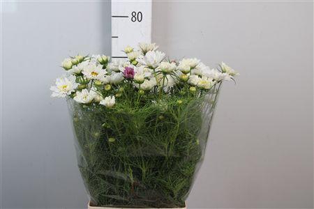 <h4>Cosmos Bipin White</h4>