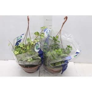 HEDERA VARIADO C21