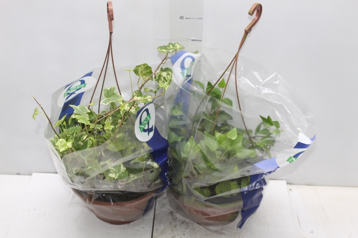 <h4>HEDERA VARIADO C21</h4>
