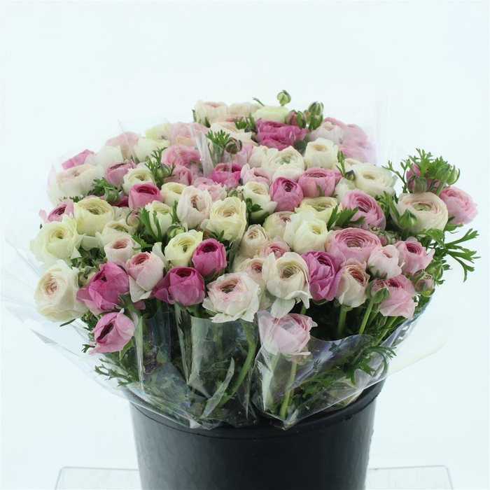 <h4>Ran El Sfumato White Pink Super</h4>