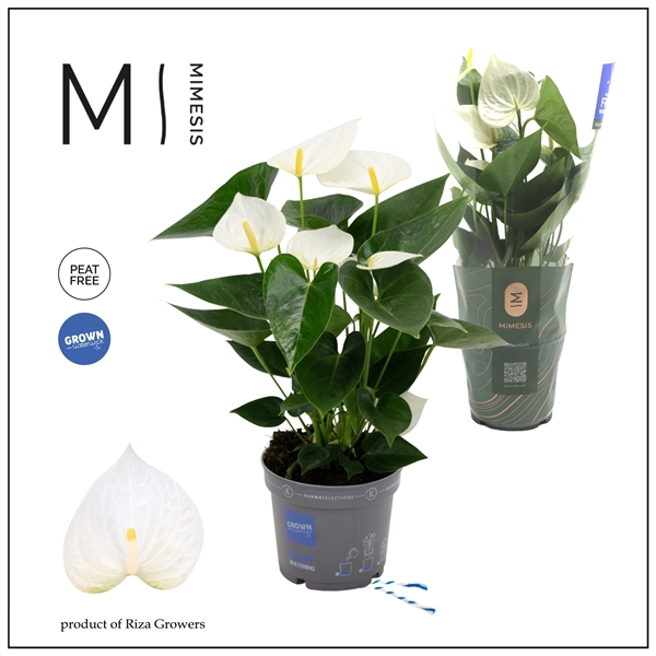 <h4>Mimesis Anthurium KARMA White - 12cm</h4>