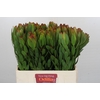 Leucadendron Goldstrike