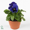 VIO WI MA BLUE BLOTC