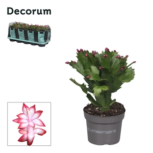 Schlumbergera Red