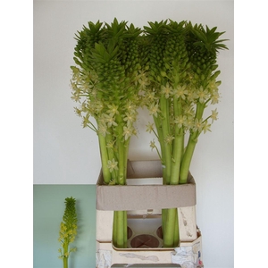 Eucomis P-e Goliath