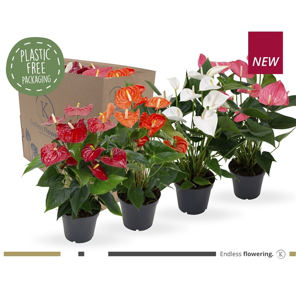 <h4>Fan Mix Anthurium</h4>