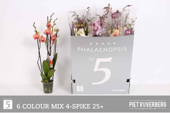 <h4>PHAL GEM 6 KL</h4>