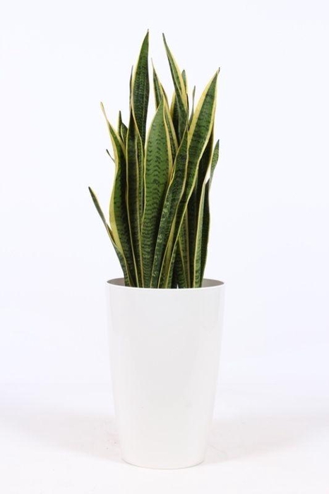 <h4>Sansevieria Laurentii in Santorini "wit"</h4>