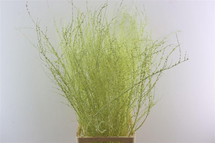 Spiraea Klbh Creme P Tak