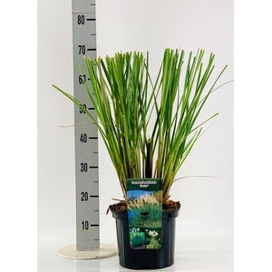 Cortaderia sell. 'Senior'