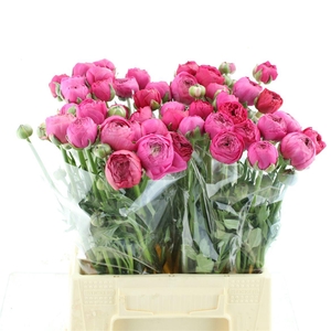 Ran Aazur Deep Rose N L
