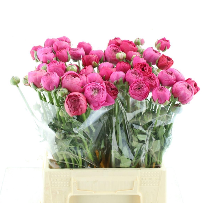 <h4>Ran Aazur Deep Rose N L</h4>