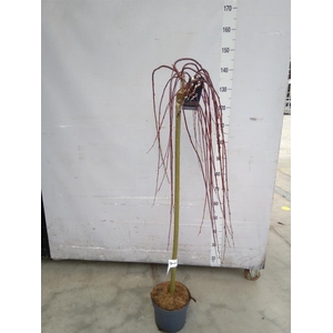 Salix caprea 'Kilmarnock'