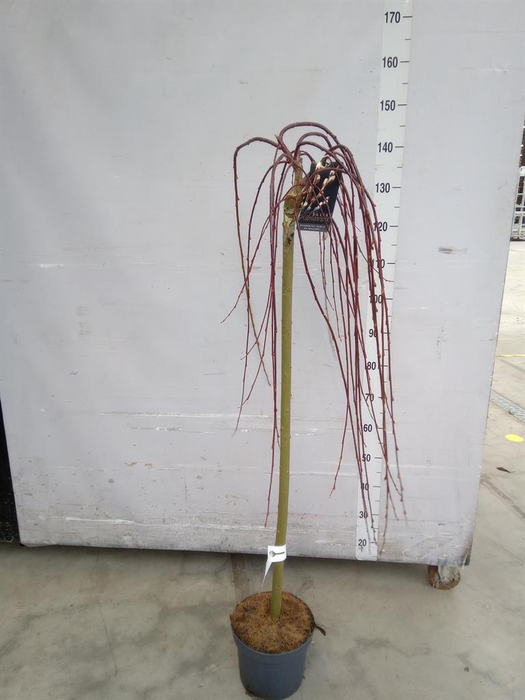 <h4>Salix caprea 'Kilmarnock'</h4>