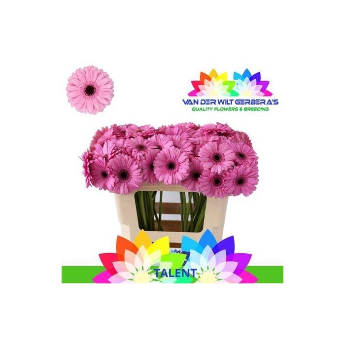 <h4>Ge Mi Talent</h4>