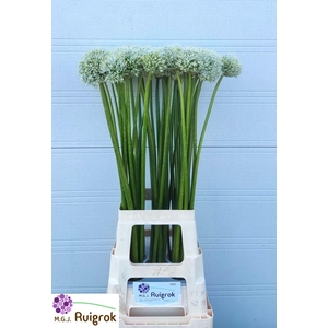 ALLIUM MOUNT EVEREST