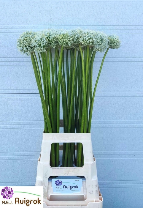 <h4>ALLIUM MOUNT EVEREST</h4>