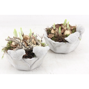 arr4 Narcis PL - Vogel schaal rond x6