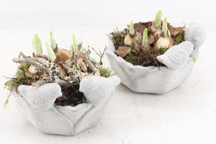 <h4>arr4 Narcis PL - Vogel schaal rond x6</h4>