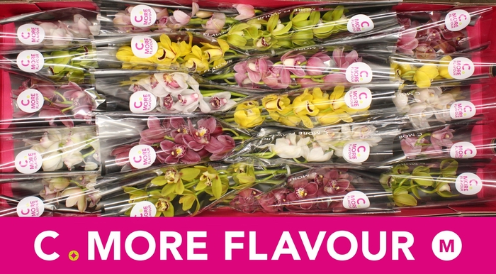 <h4>CYMB MI GEM</h4>