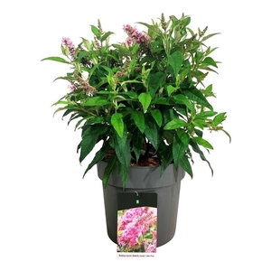 Buddleja d. B. Candy Little Pink