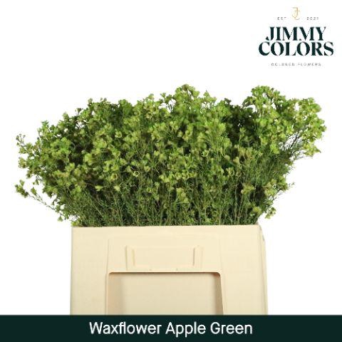 <h4>Waxflower L60 Apple Green</h4>