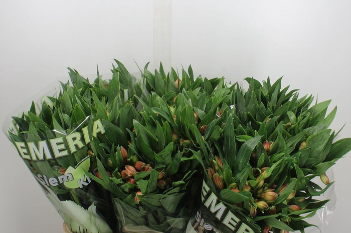 <h4>Alstr Estee</h4>