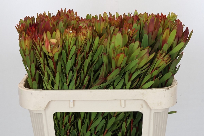 <h4>Leucadendron Safari Sunset</h4>