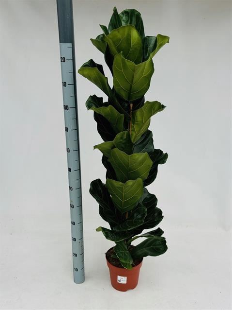 <h4>Ficus lyrata</h4>