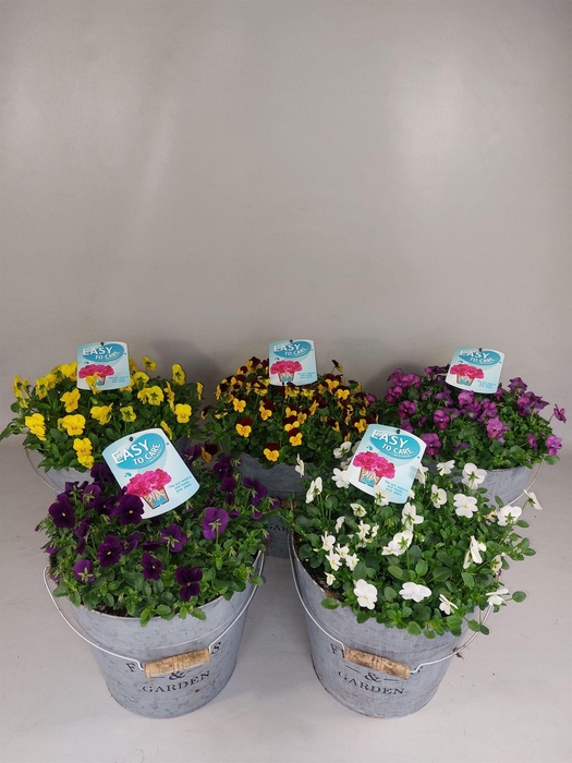 <h4>Viola corn. ...</h4>