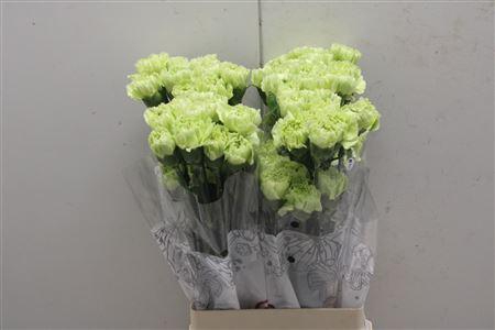 <h4>Di St Jungle</h4>