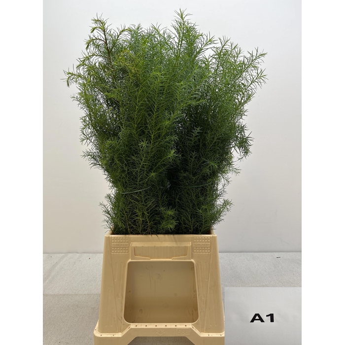 <h4>CRYPTOM J ELEGANS PB</h4>