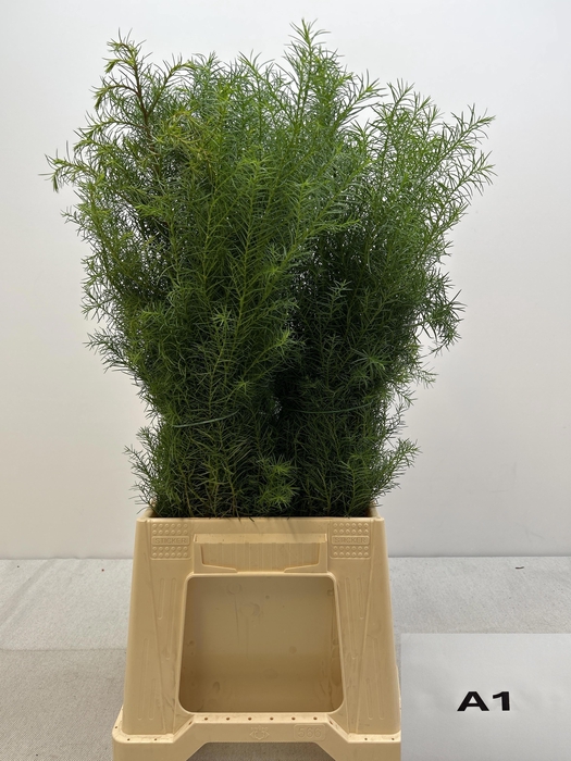 CRYPTOM J ELEGANS PB