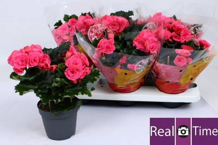 <h4>BEG DU BERSEBA</h4>