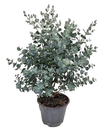 <h4>Eucalyptus Gunnii Bush</h4>