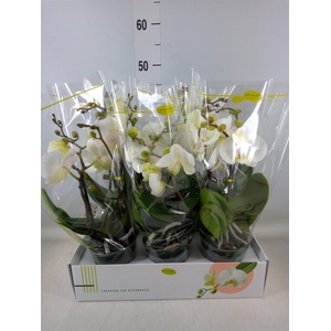 Phalaenopsis   ...white