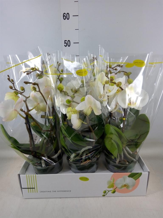 <h4>Phalaenopsis   ...white</h4>