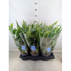 Phlebodium aureum 'Blue Star'
